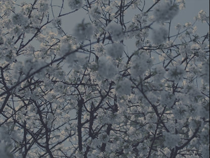 Muted Cherry Blossoms Detail