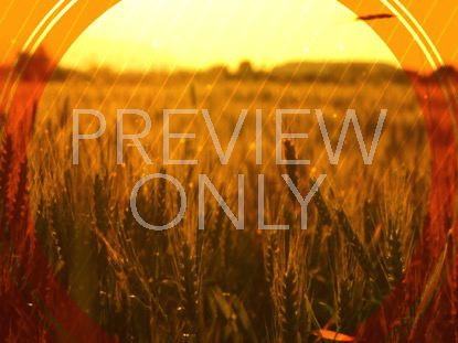 Fall Harvest Golden Wheat