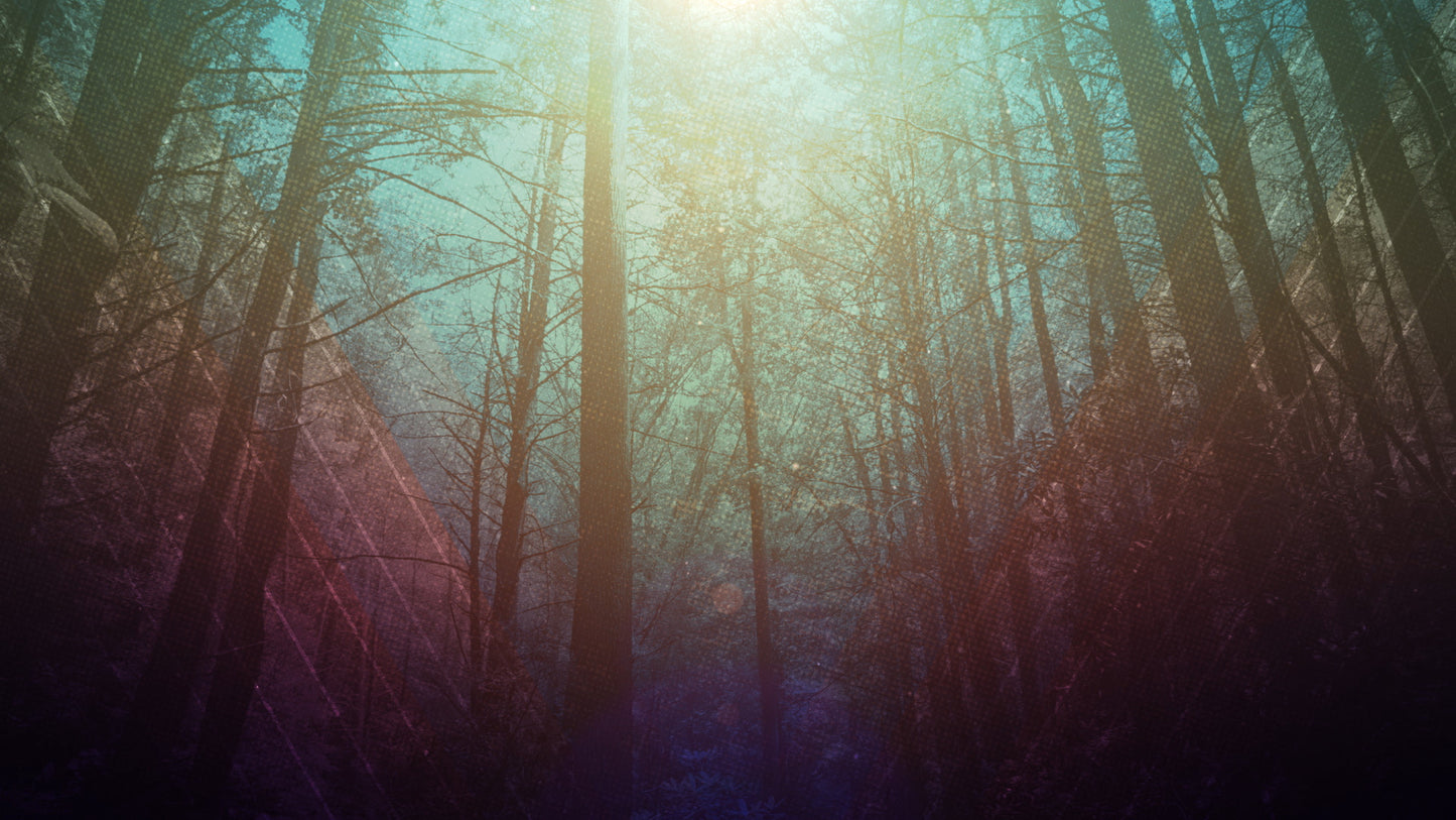 Fall Forest 01