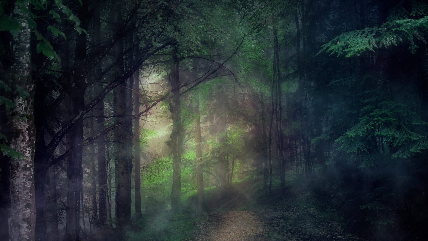 Last Light Woods Still