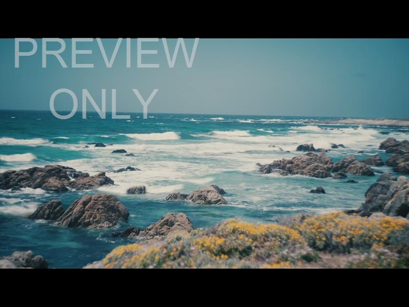 Point Lobos 9 Still