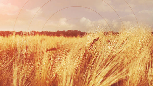 Golden Hour Grain Radial Still