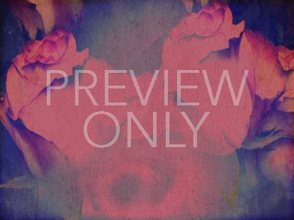 Mothers Day Roses 1 Still