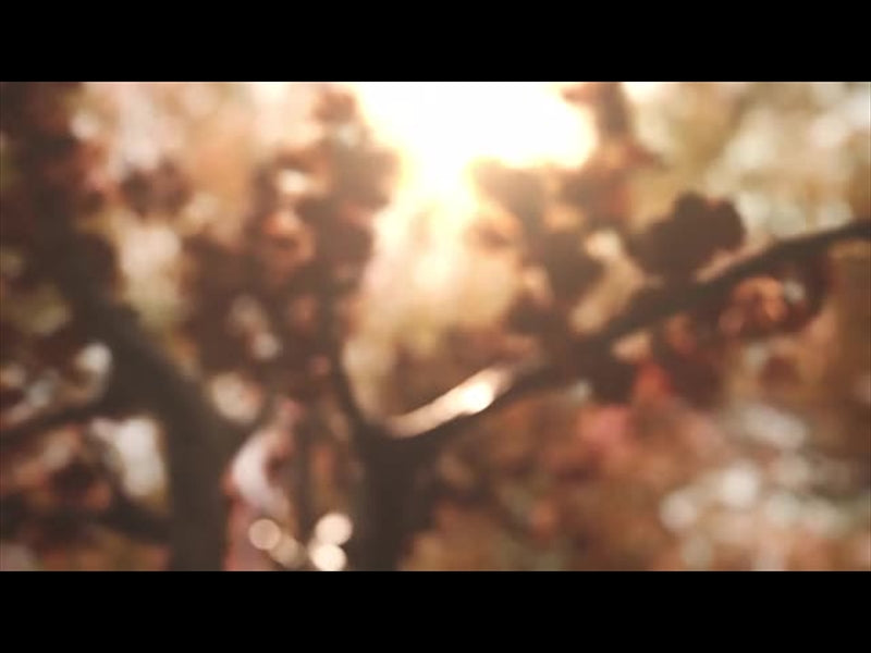 Harvest Tree 02