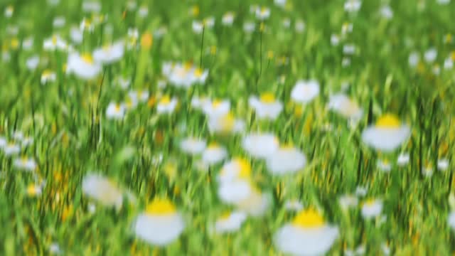 Springtime Bloom 1