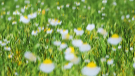 Springtime Bloom 1