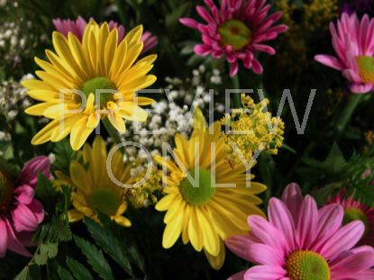 Mother's Day Daisy Bouquet