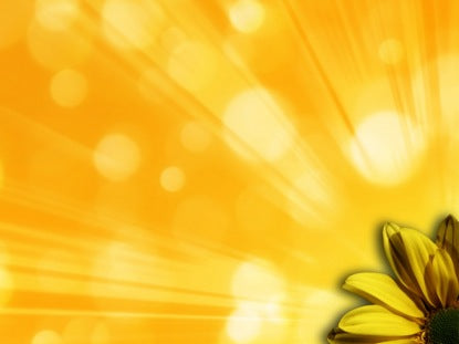 Daisy Shine