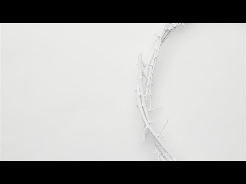 Crown Of Thorns White 10