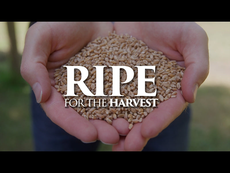Ripe For The Harvest