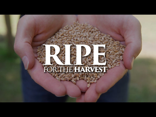 Ripe For The Harvest