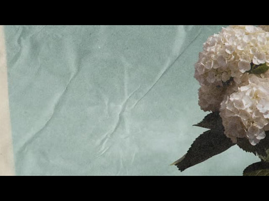 Hydrangea Loop 01
