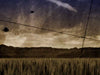 Harvest Field