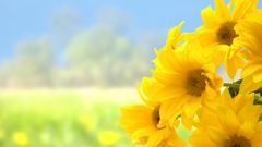 Flower 2