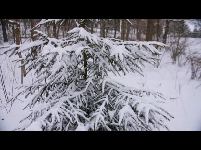 Snow Winter Background 36