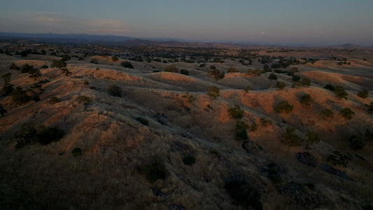 Golden Pastures Still 16