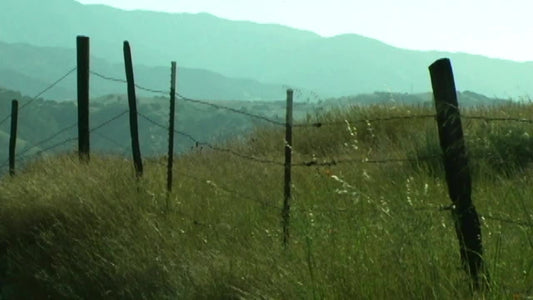 Grass And Fence