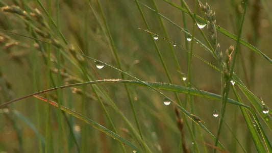 Sunrise Dew