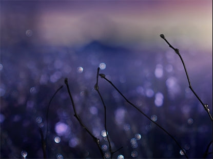 Winter Frost 15