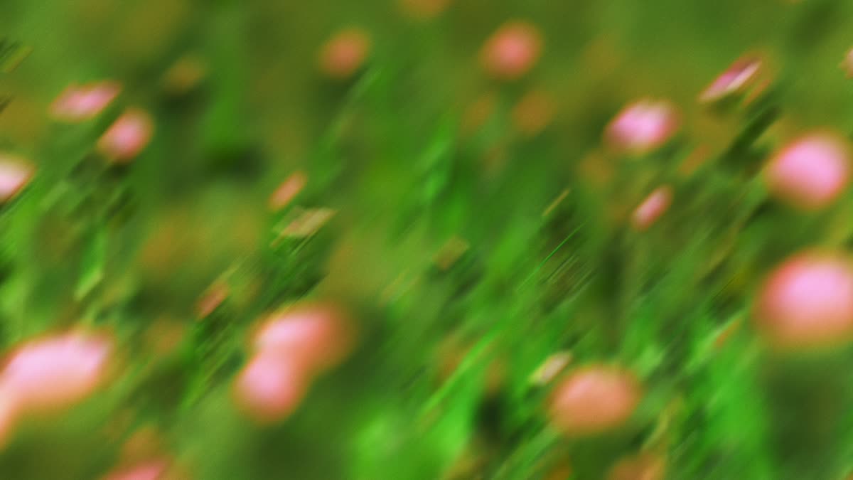 Springtime Bloom 3
