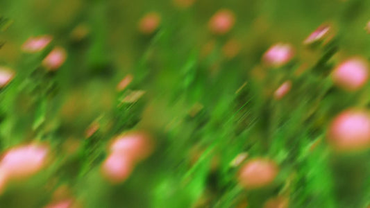 Springtime Bloom 3