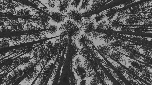 The Forest 1 Bw