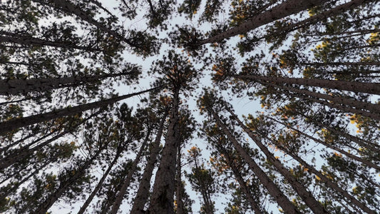 The Forest 1