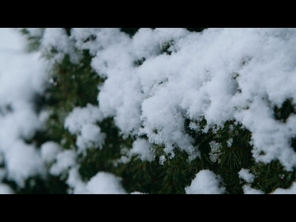 Snow Winter Background 31