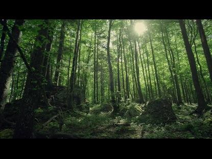 Renew Lush Forest