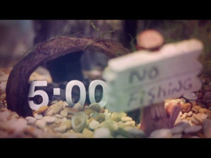 Fish Tank Countdown