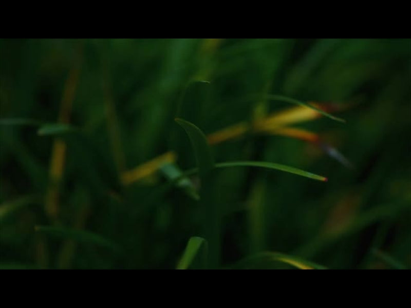 Springs Embrace Motion Background 4