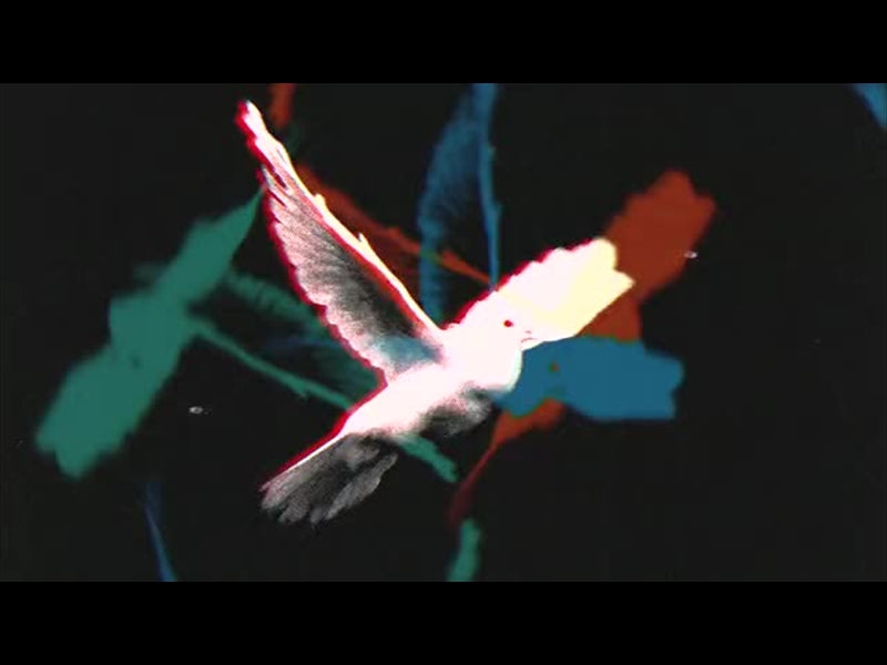 Bible Animals Dove