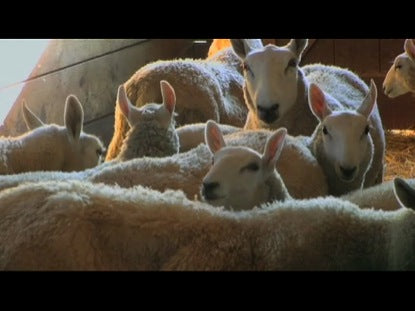 I Am - The Good Shepherd