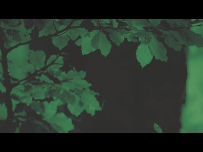 Autumn Leaves Green Alt