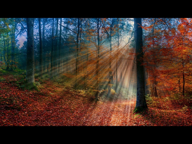Autumn Light 19