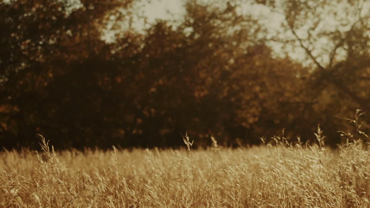 Autumn Meadow Still 10