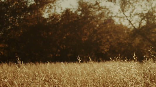 Autumn Meadow Still 10