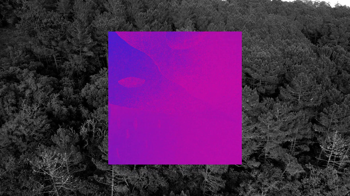 Vibrant  03