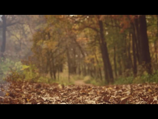 Fall Colors Long Play