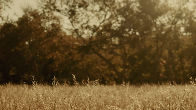 Autumn Meadow Motion Background 02