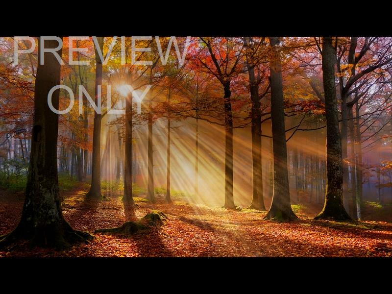 Autumn Light 1 Still