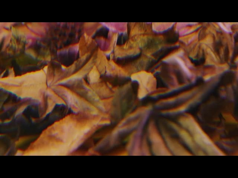 Autumn Leaves 3