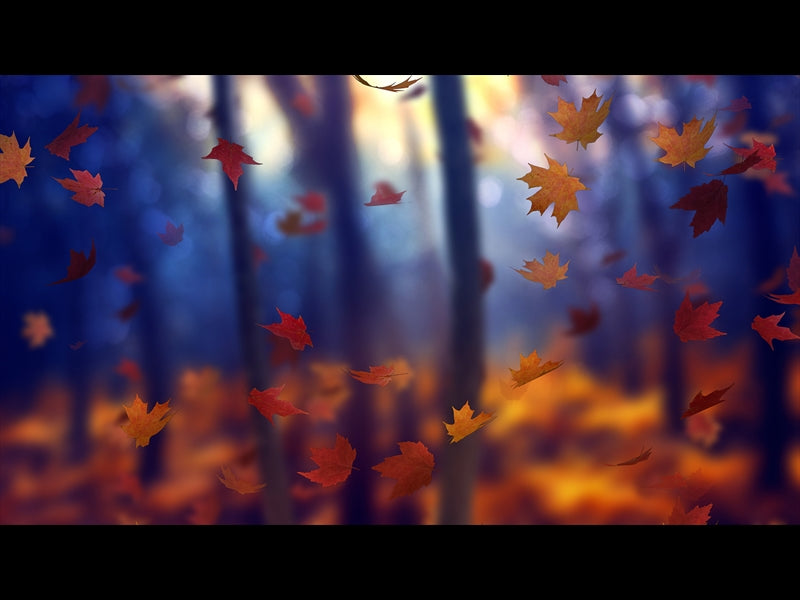 Fall Woods 1