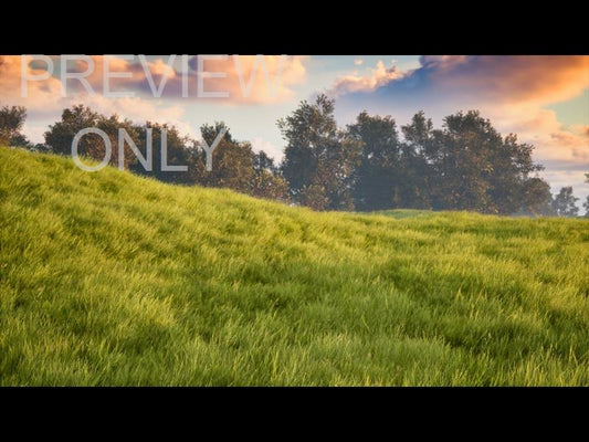 Prairie Meadow Still