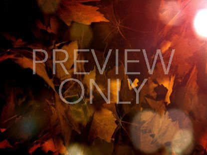 Fall Leaves Still