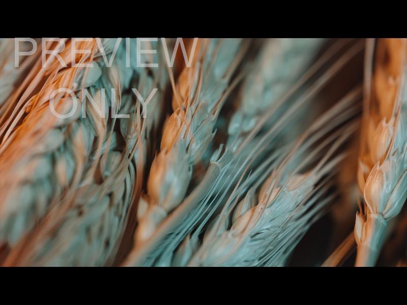 Communion Still 8