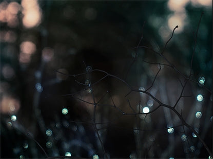 Winter Frost 3