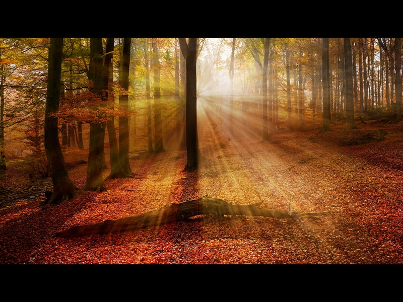 Autumn Light 18