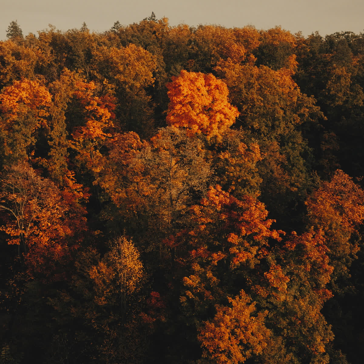 Autumn Foliage Giving Blank