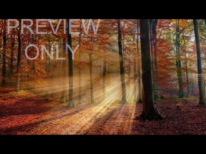 Autumn Light 16 Still